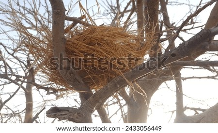 Birds Nest on Tree Natural  Royalty-Free Stock Photo #2433056449