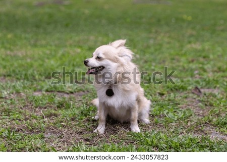 Smiling Pomeranian Chihuahua mix in a green yard in Florida.