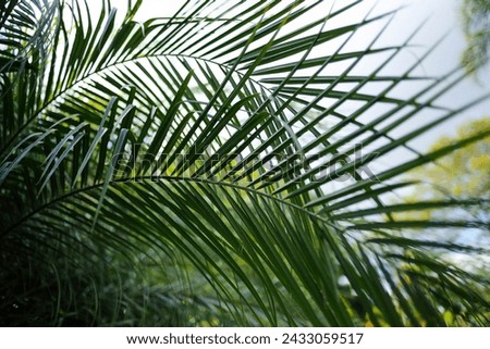 Holy Week. Detail of branches with selective focus. Traditional Catholic celebration Palm Sunday. Christian faith. Religious symbol. Royalty-Free Stock Photo #2433059517