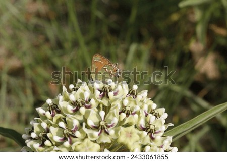 Antelope Horns Milkweed attracts variety of pollinators. Isolated closeup. Asclepias asperula Royalty-Free Stock Photo #2433061855