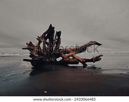 As the Sun sets and the tide rolls in, within the clouds you can see a storm forming. Soon, this driftwood will settle in a new place. Royalty-Free Stock Photo #2433066485