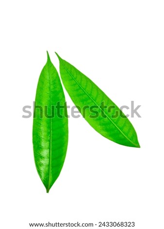 Green maprang leaf isolated on white background with clipping path.