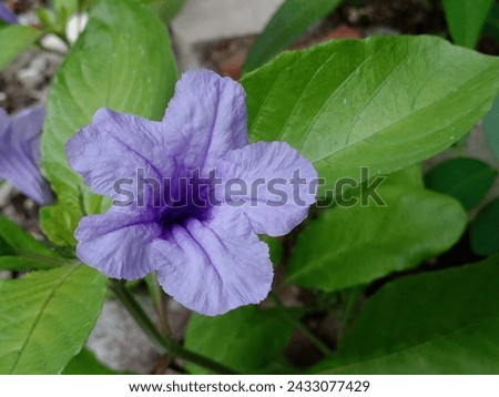 Ruellia tuberosa or mexican petunia flowers. Purple wildflowers in bloom. Selective focus.