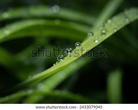 Rain Drops After the Rain on a plant