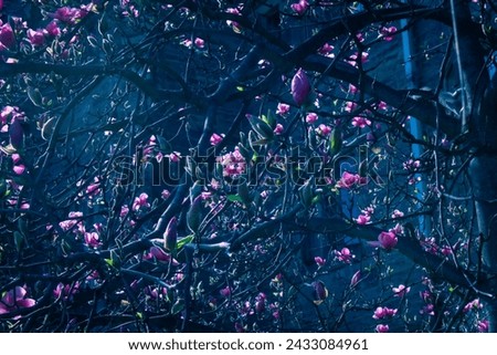 Photo taken underneath a cherry tree in bloom, darkened in post-production