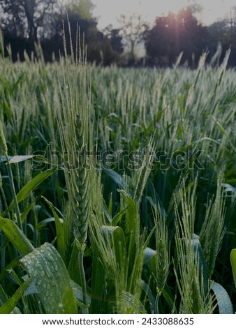 Morning Image Of Green Wheat