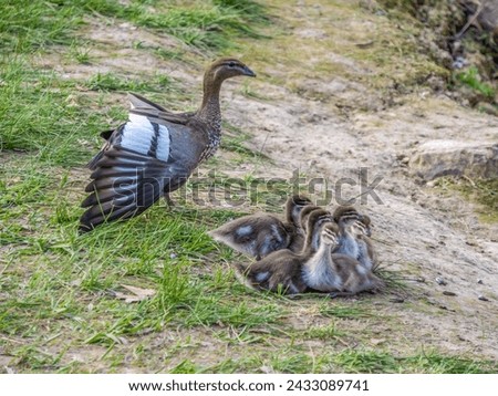 Mallards are large ducks with plain Females and Colored Males Royalty-Free Stock Photo #2433089741