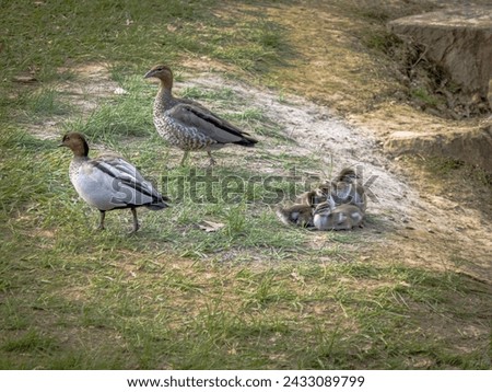 Mallards are large ducks with plain Females and Colored Males Royalty-Free Stock Photo #2433089799