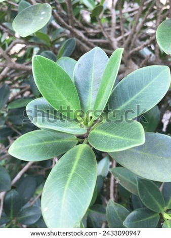 A picture of green leaves clusia rosea tree in the garden 
