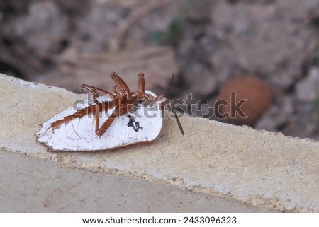 Dead  stink bugs or essaratoma papillosa drury on floor background (the pests of longan and many other fruit trees ) Royalty-Free Stock Photo #2433096323