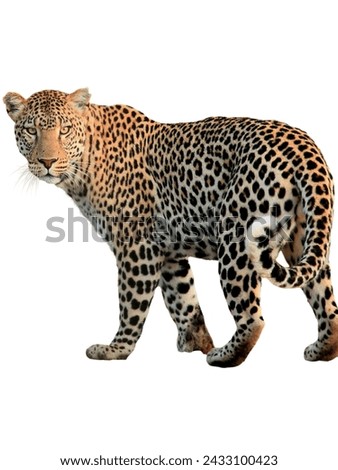 animal, background, cats, dog, elephant, elephant vector, mammal, white, 3d rendering, africa, african, aggressive, beasts, big, black, carnivore, cat, catlike, cheetah, cut out, danger, dangerous, en