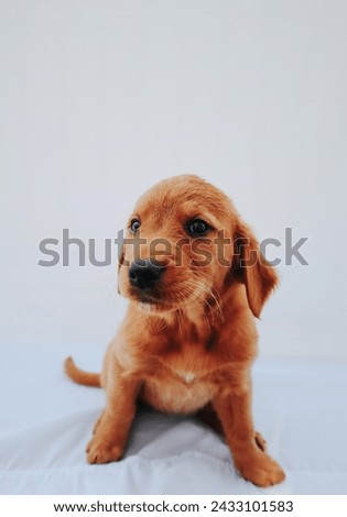 Golden retriever puppy poses for picture