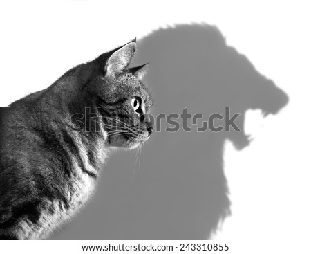 Profile of a house cat casting a lion's shadow on a white wall Royalty-Free Stock Photo #243310855