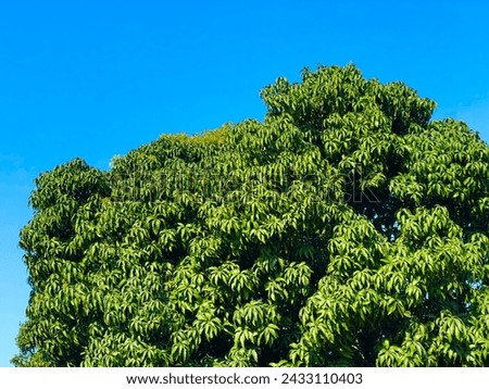 Beautiful tree picture with beautiful sky shining