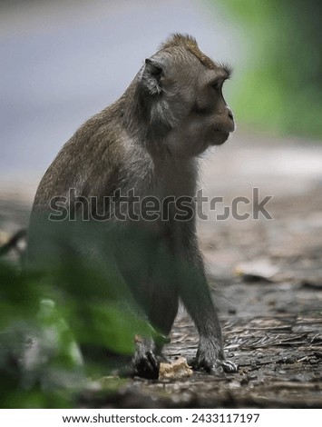 A monkey sitting on muddy land with food 