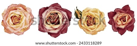 Vintage  roses flowers   on white isolated background with clipping path. Closeup.  Nature.