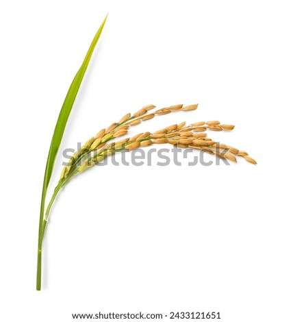 Close-up Rice ear on white background. Royalty-Free Stock Photo #2433121651
