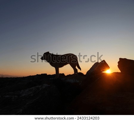 one, alone large Dog silhouette on pot of mountain sunset sky background. Golden light shining on a golden dog. homeless Dog silhouetted against yellow golden sunset rays.