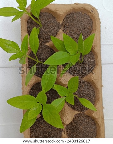 Plant growing in a tray of eggs DIY for planting vegetable plant reuse and recycle concepts.