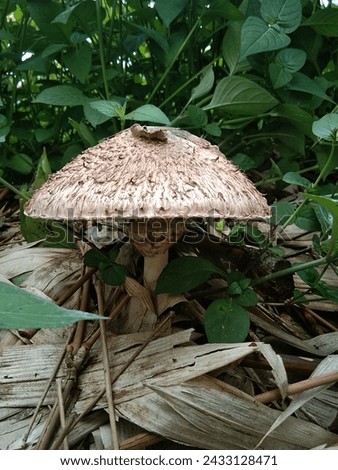 mushrooms that grow alone in garden