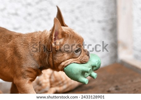 Isabella Sable French Bulldog dog puppy carrying squeaky toy in mouth Royalty-Free Stock Photo #2433128901