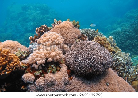 Colorful corals and tropical sea. Vivid seascape, healthy coral reef in the ocean. Underwater seascape photography. Wildlife in the water, travel picture. Marine life in the sea.