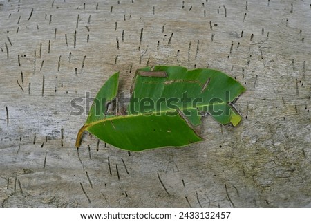 Fresh leaves on with wood texture background