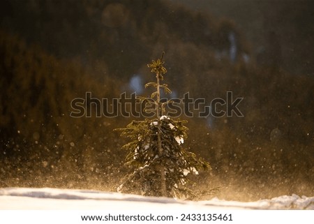 Beautiful winter landscape with fir tree in snowstorm in magic sunrise.