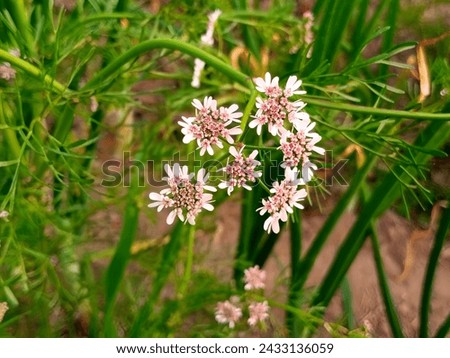 Pink And White Flower Stock Photo,
Flower, Garden, Agricultural Field, Nature.

