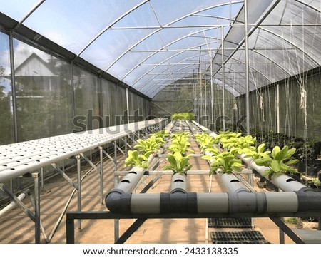 Hydroponics installation in a greenhouse