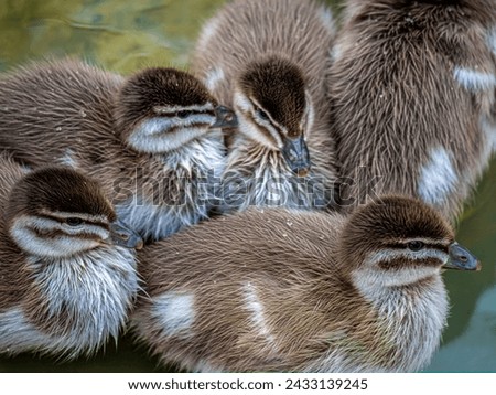 Mallards are large ducks with plain Females and Colored Males Royalty-Free Stock Photo #2433139245