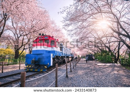 Beautiful cherry blossoms in the spring of South Korea at Jinhae, Gyeonghwa Railway Station Royalty-Free Stock Photo #2433140873