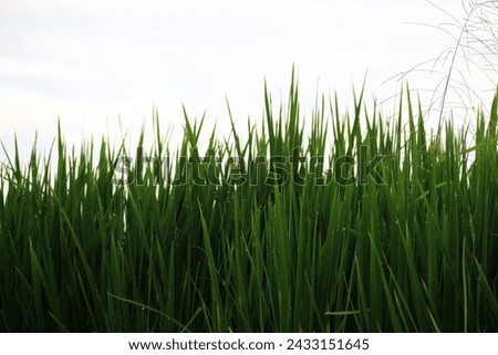 the view of rice fields in the countryside is very beautiful
