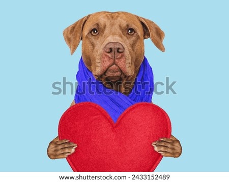 Cute brown dog and red heart. Beautiful greeting card. Closeup, indoors. Studio shot. Congratulations for family, relatives, loved ones, friends and colleagues. Pets care concept