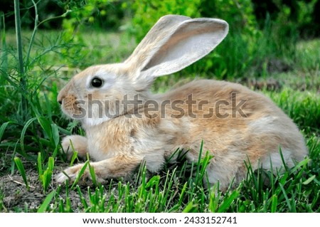 cute rabbits on the green grass. High quality photo
