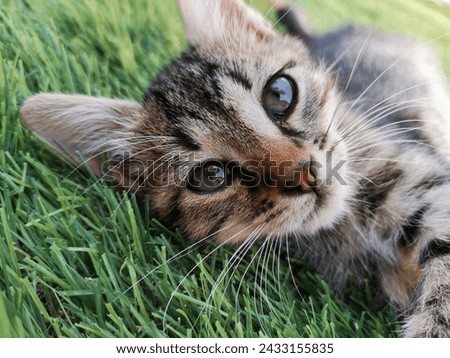 Picture of a cute cat lying on the grass looking at you
