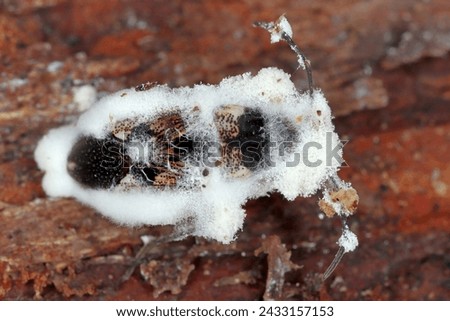 Seed bug (Rhyparochromus vulgaris). An insect killed by an entomopathogenic fungus.