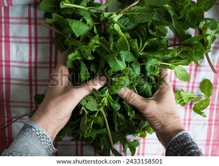 Bunch of freshly picked mint in hands on a background of a white-red checkered kitchen towel