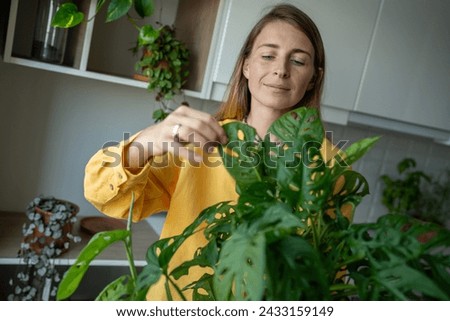 Smiling plant lover inspecting green leaves of potted Monstera Monkey houseplant for diseases, pests, insects. Positive scandinavian female growing decorative plants at home. Green hobby concept Royalty-Free Stock Photo #2433159149