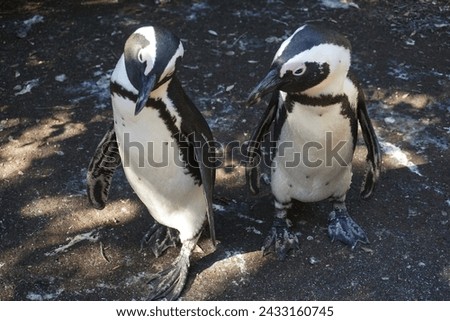 Two cute curious wild penguins