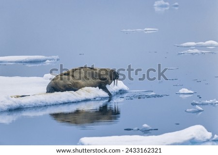 Walrus resting on drift ice in Arctic