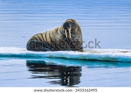 Large walrus on a melting ice floe