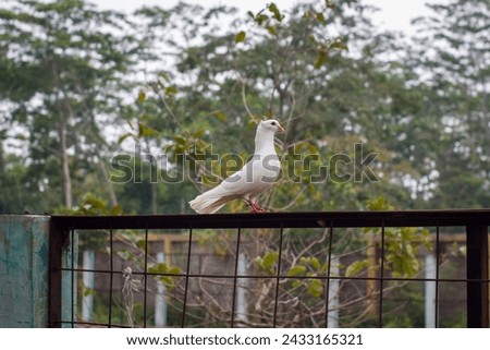 white pigeon on rusty old iron fence . white dove. The symbol of freedom.