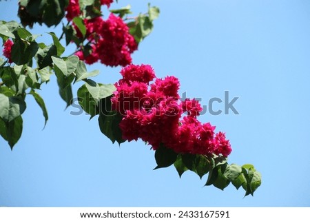 flowers with attractive shapes and colors