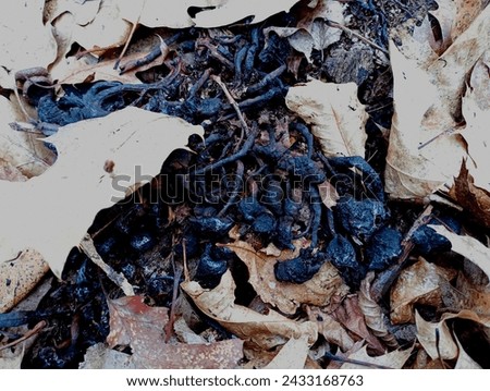 Among the fallen oak leaves, there are traces of rotting mushrooms. The texture of black rotten mushrooms in an oak forest. Royalty-Free Stock Photo #2433168763