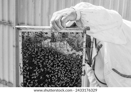 Winged bee slowly flies to beekeeper collect nectar on private apiary from live flowers, apiary consisting of village beekeeper, floret dust on bee legs, beekeeper for bees on background large apiary
