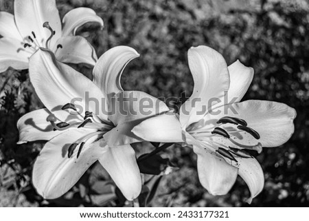 Fine wild growing flower lily liliaceae on background meadow, photo consisting from wild growing flower lily liliaceae to grass meadow, wild growing flower lily liliaceae at herb meadow countryside