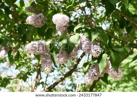A lilac in bloom. Beautiful lilac flowers, spring wallpaper.