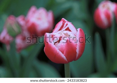 Photography of red and white tulips in the garden with raindrops on the petals
