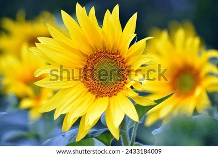 The Picture of the Sun Flower
